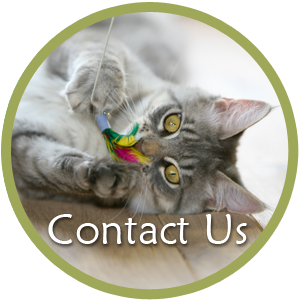 Spring Mill Veterinary Hospital - Conshohocken, PA - Contact Us